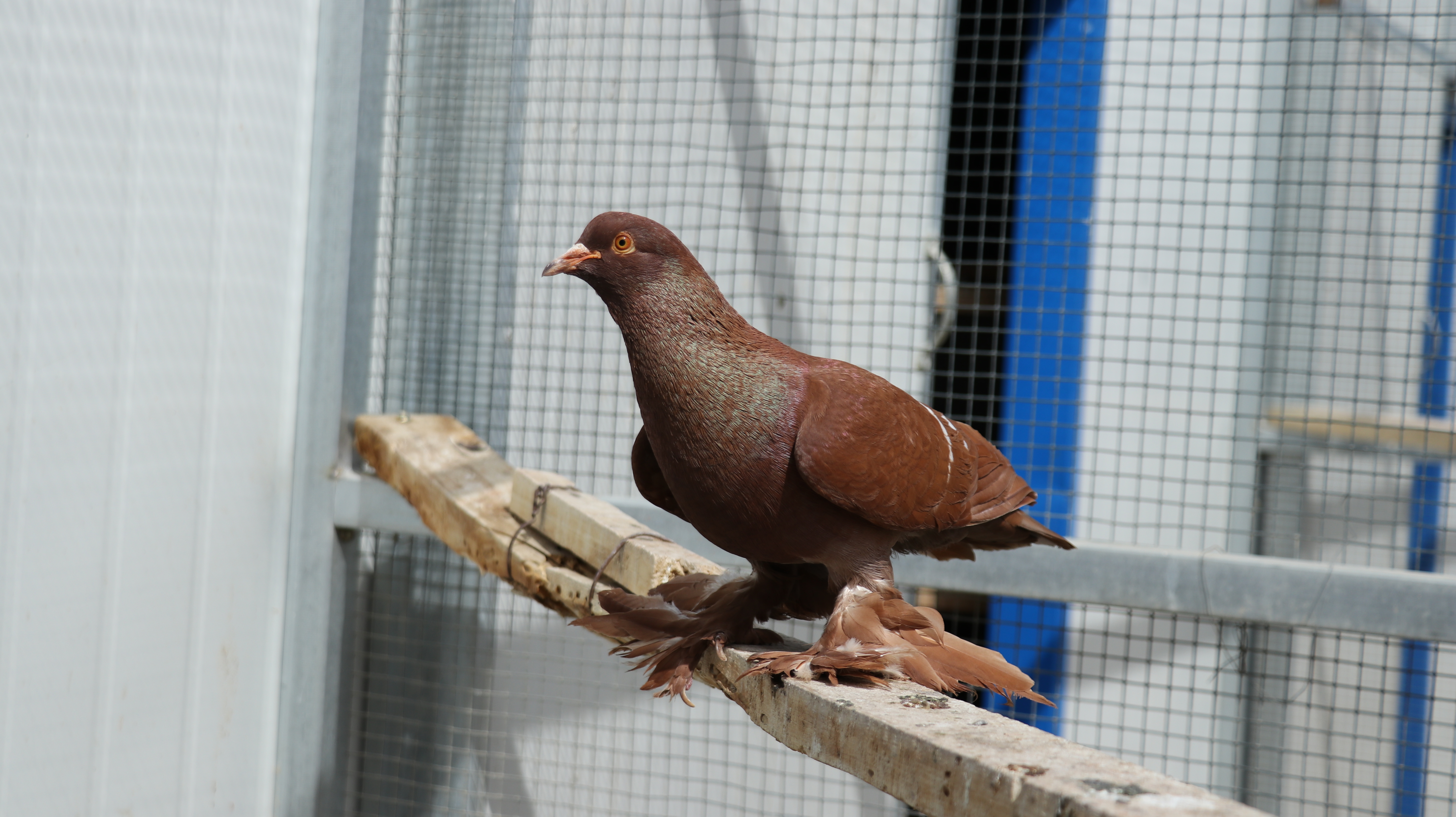 中国最大的观赏鸽养殖基地,观赏鸽养殖场