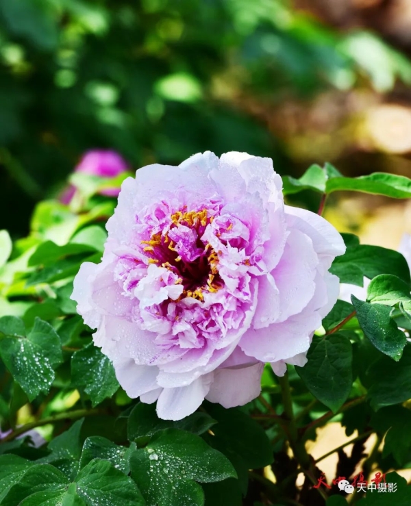 又到牡丹花开时不负光阴不负春