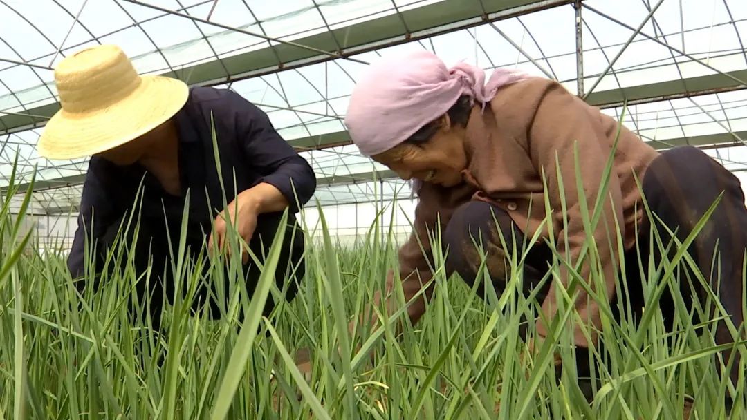 临洮种菜,临洮种蔬菜