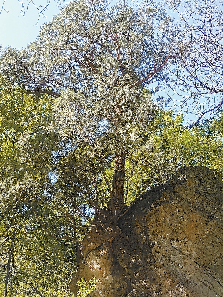 国家植物园银杏树,国家植物园神话