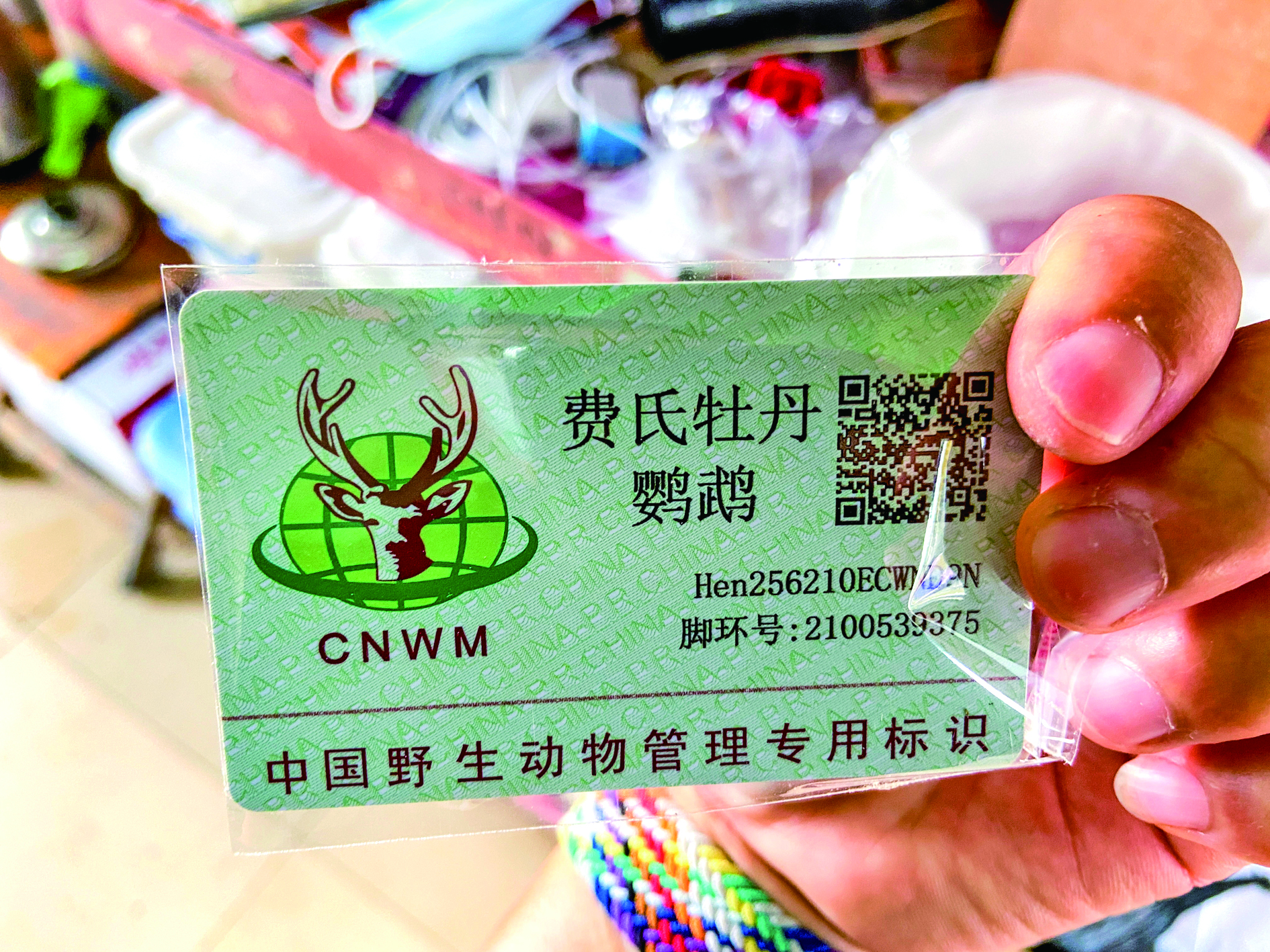 花鸟市场里面的鹦鹉,南宁哪个花鸟市场有玄凤鹦鹉