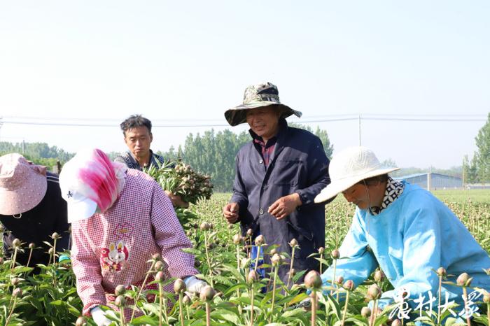 农村防控不误农时｜鲜切芍药进冷库，随时提货不误时