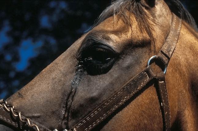 美国暴发h3n8亚型马流感疫情,美国流感死亡6000人是真是假