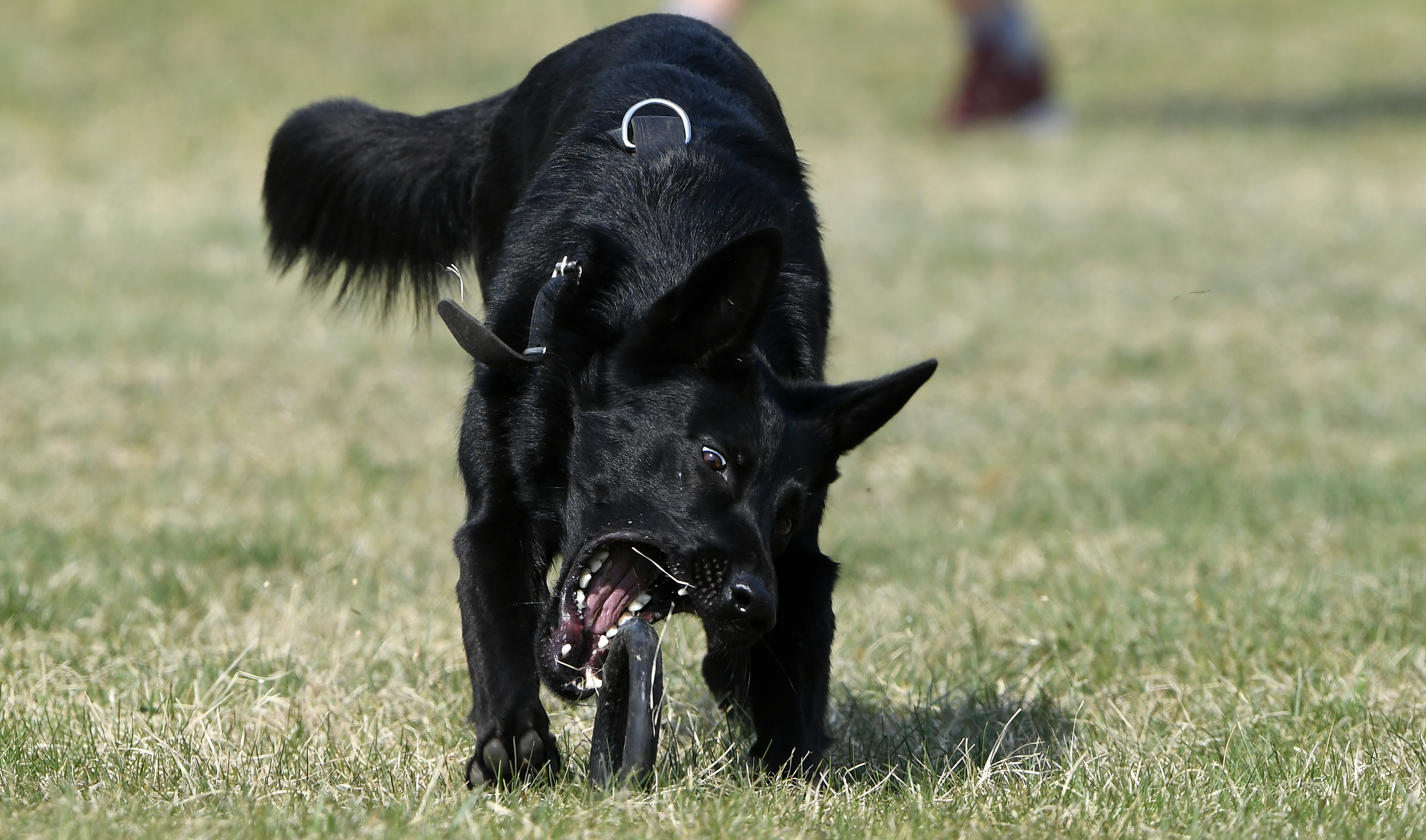 外代二线巴塞尔,外代二线