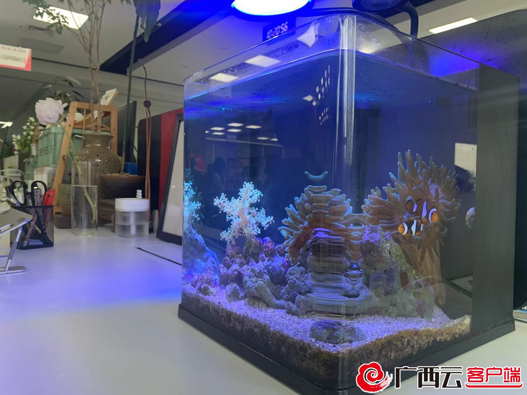 养猫年轻人越来越多了,养狗养猫养鱼