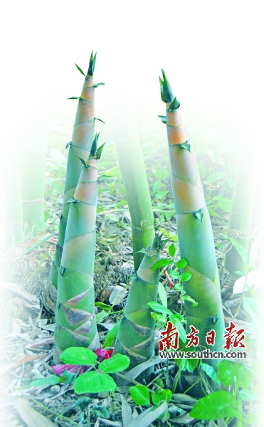 笋要剥到哪里,笋到家了前面一句是什么