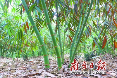 笋要剥到哪里,笋到家了前面一句是什么