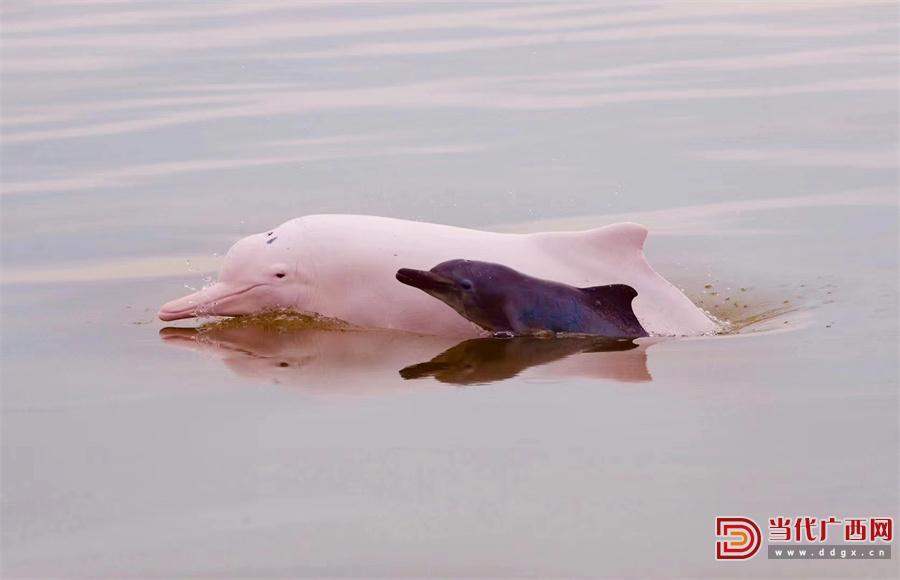 5000公里，守护“北部湾的微笑”