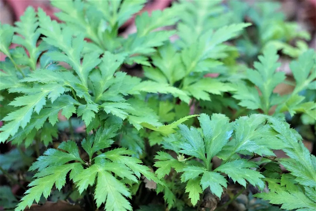 刚直挺拔，疏而不屈，夏天吃它的果实，可清热解毒、味苦回甘如橄榄