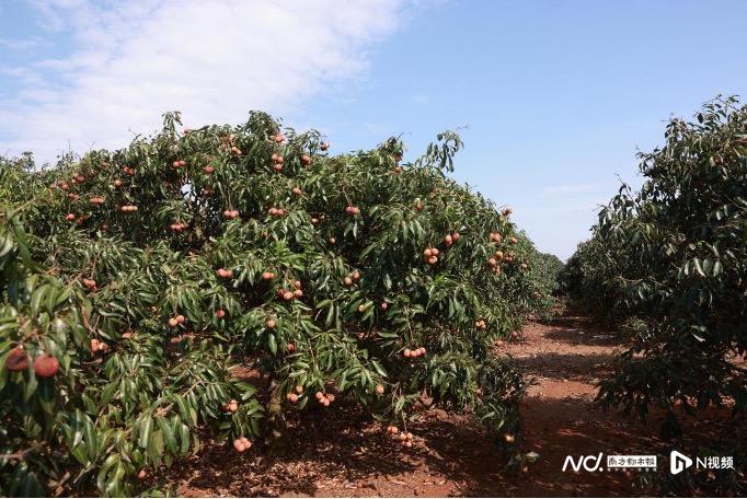 破解茂名荔枝出圈密码：联手京东，九成以上订单当日或次日达