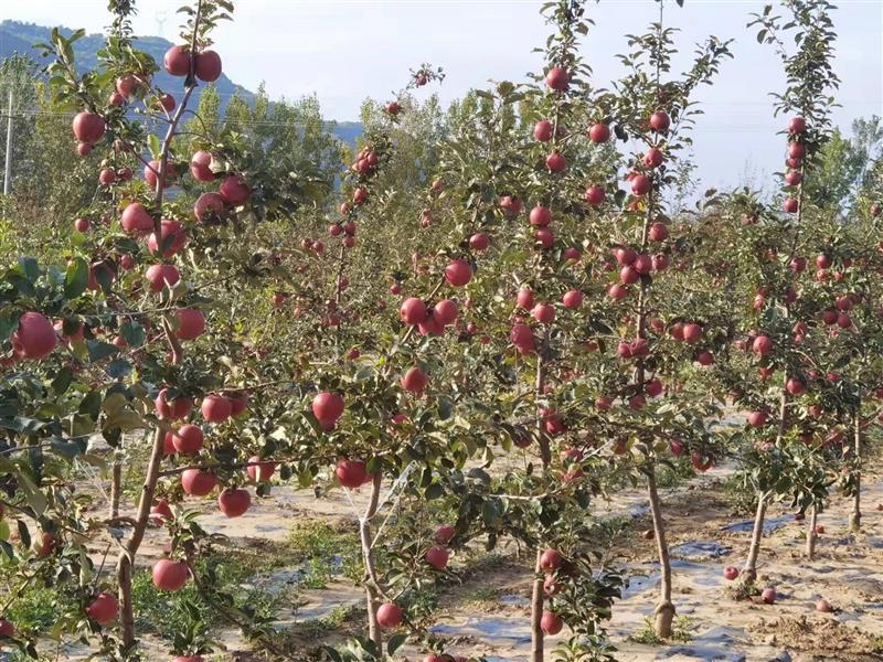 行业洞察与分析,行业洞察是什么意思