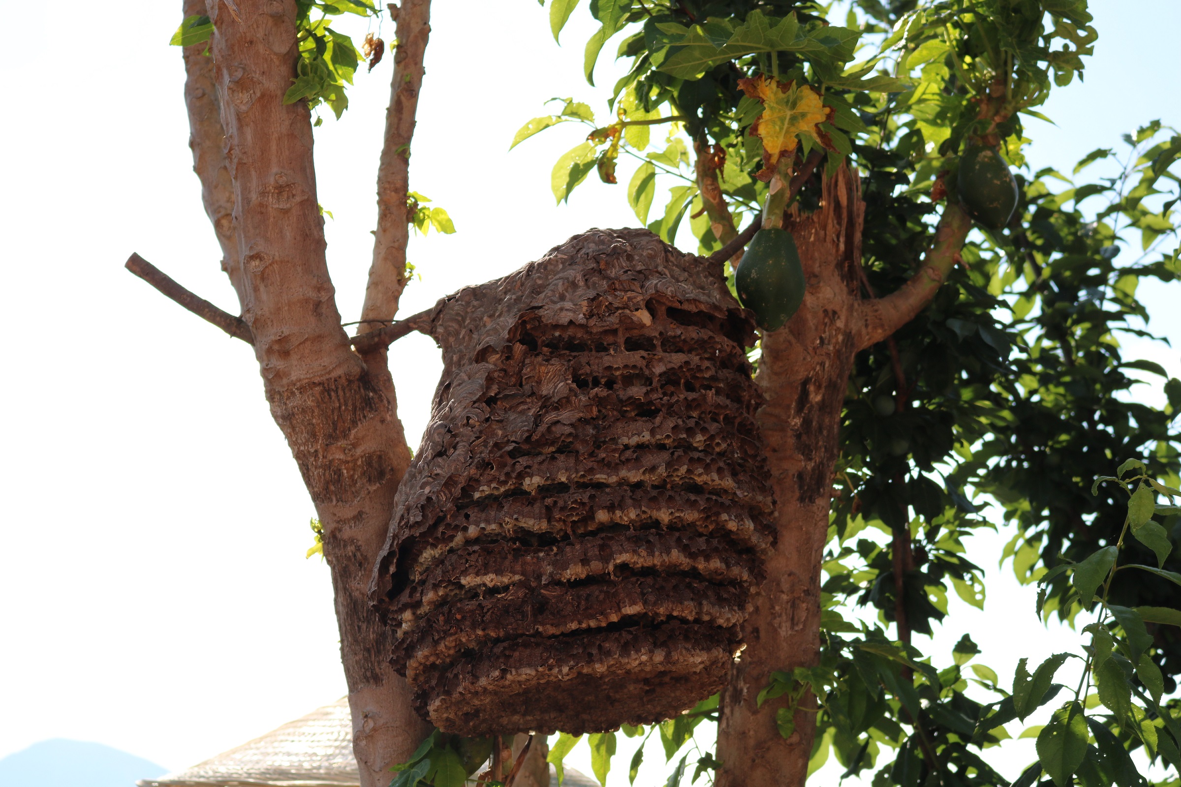 吕晓荣养殖胡蜂“闯”新路