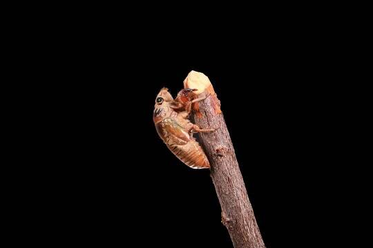 蝉蜕拿过来有什么用处,捡到蝉蜕可卖给谁