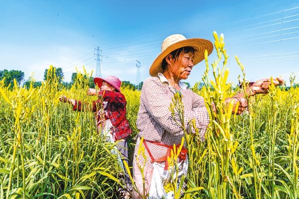 黄花菜为何叫致富花,黄花菜花开富贵