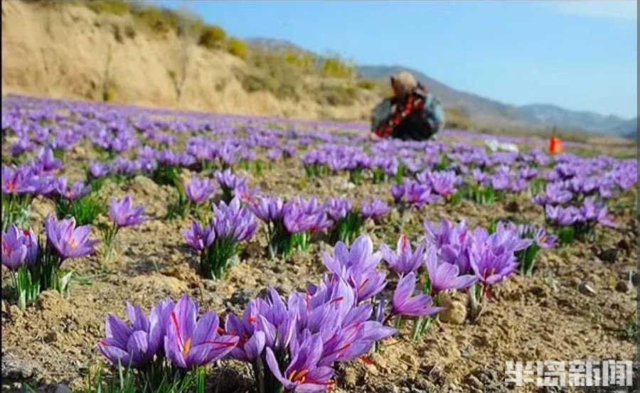 松下问童子言师采药去书法落款,松下问童子言师采药去采的什么药