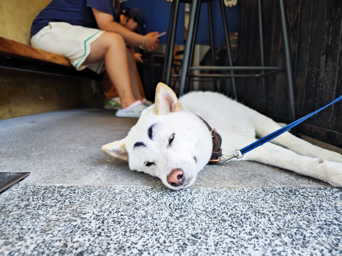 灏忕背12sultra鎷嶇収鍘绘帀灏忕背logo,灏忕背灏忕背12sultra璇勬祴