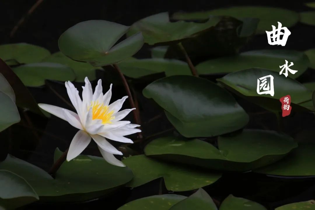 上海曲水园最新消息,上海曲水园公园