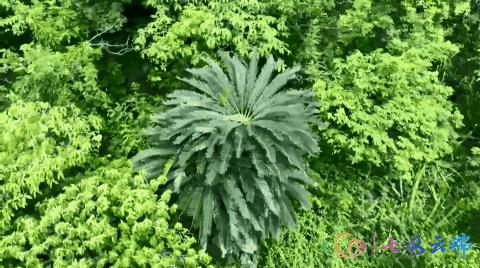 罕见！大围山红河苏铁雌雄花同季绽放