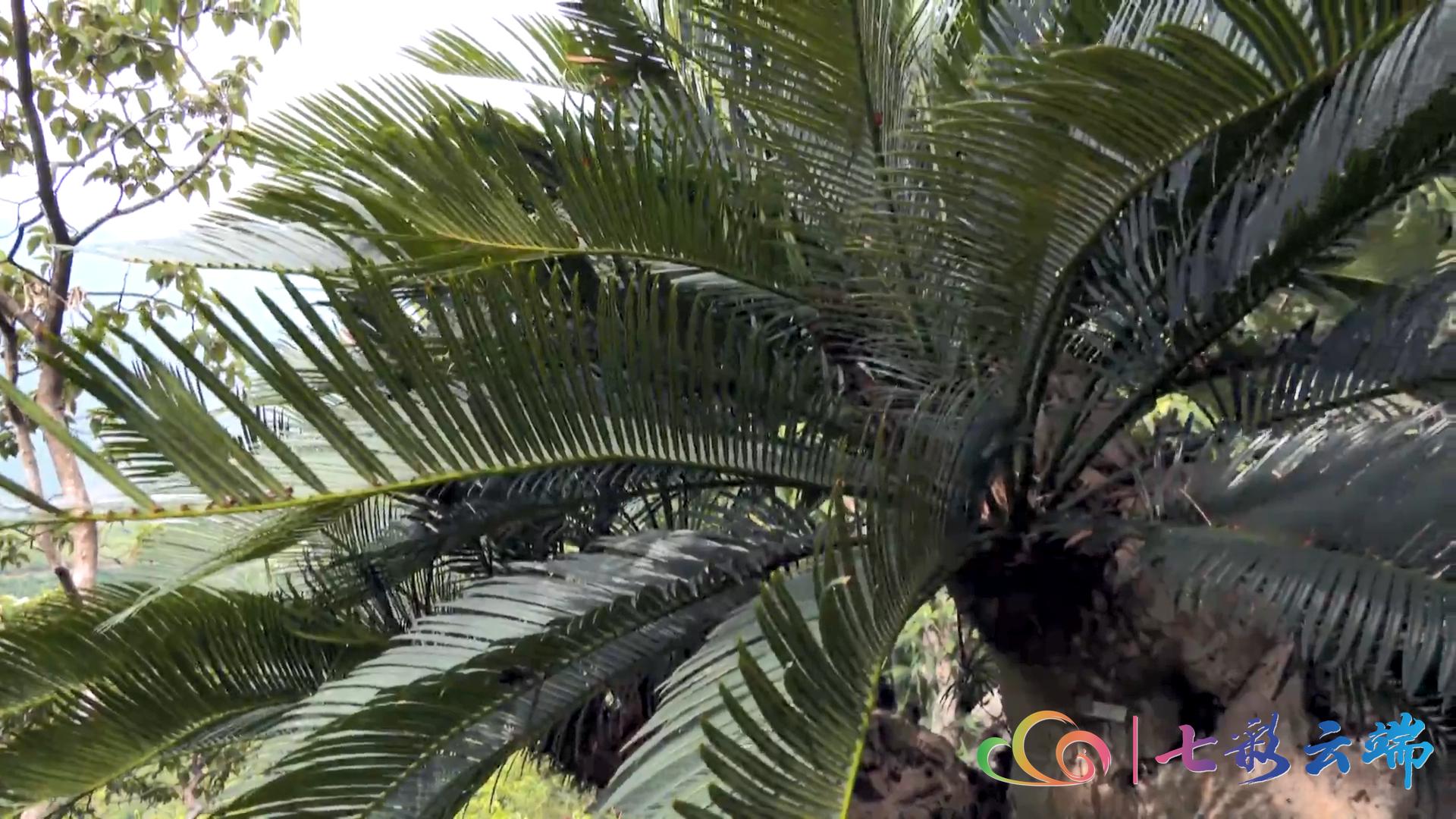 罕见！大围山红河苏铁雌雄花同季绽放