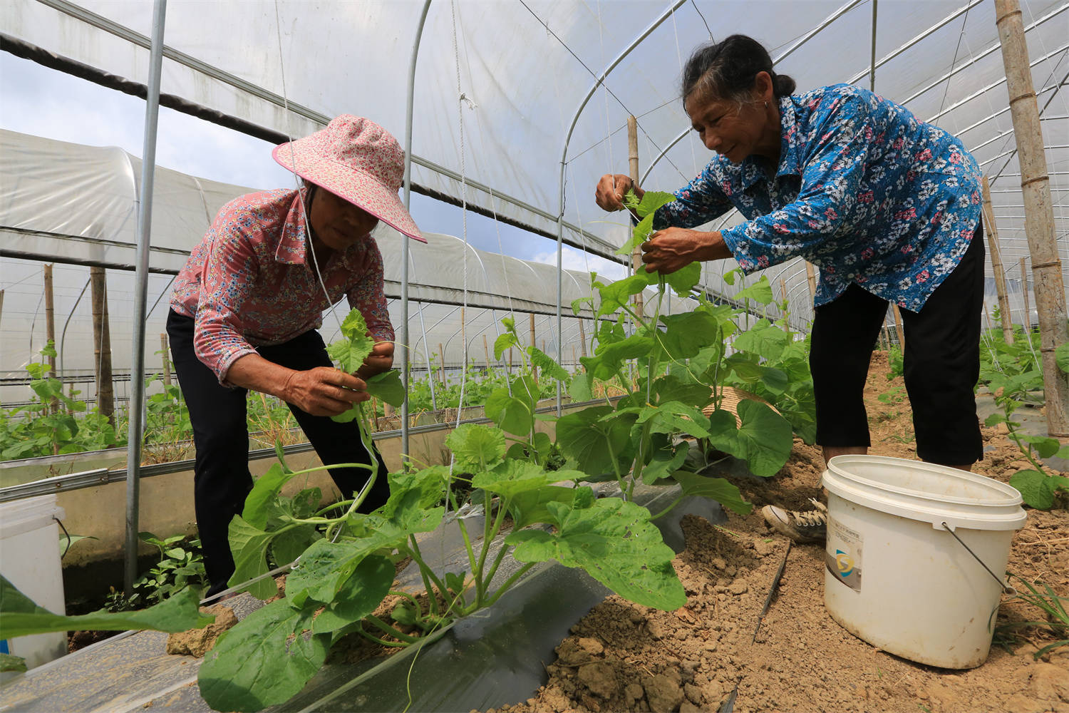 灵川县公平乡：生态转型“转”出助农增收新路子