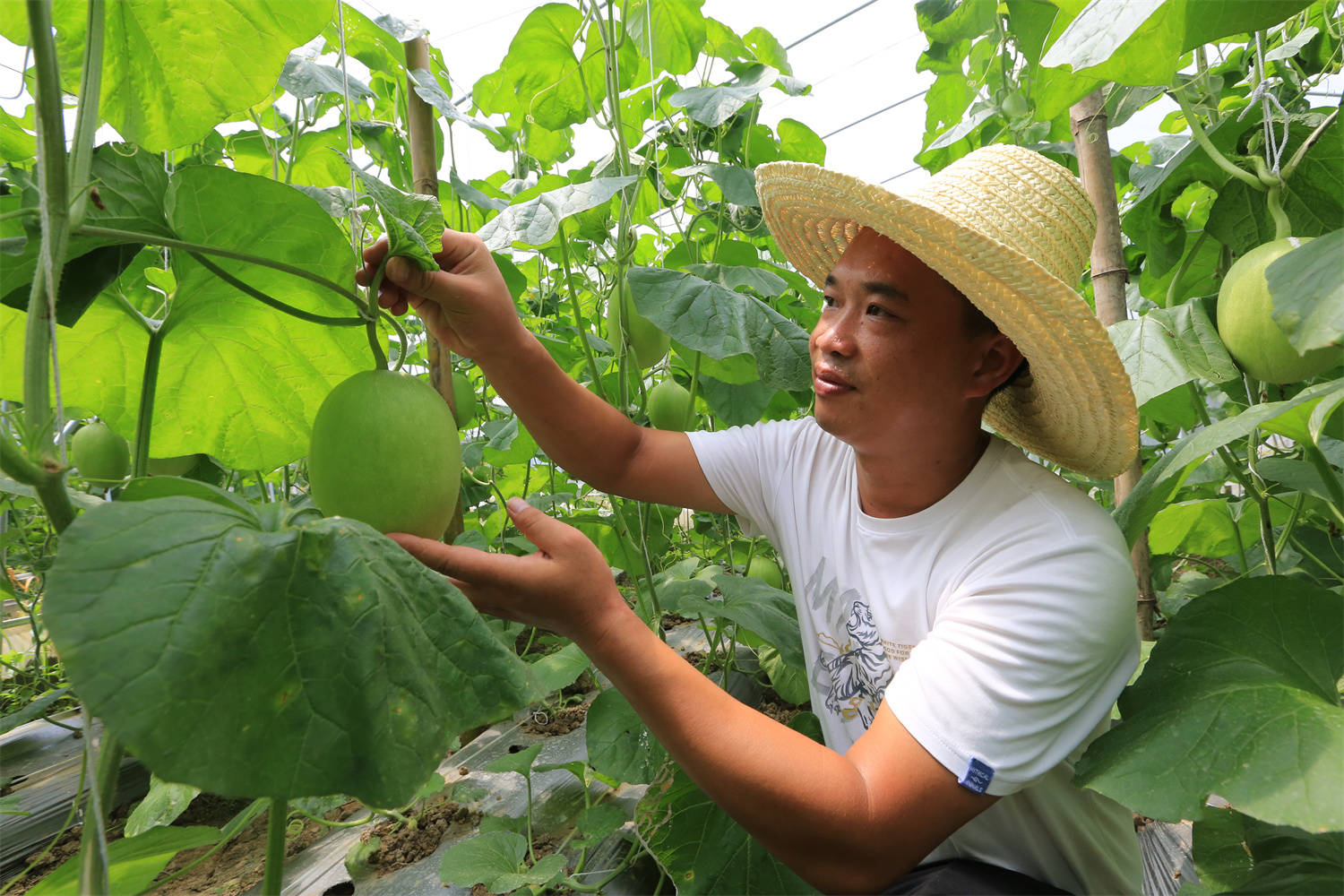 灵川县公平乡：生态转型“转”出助农增收新路子
