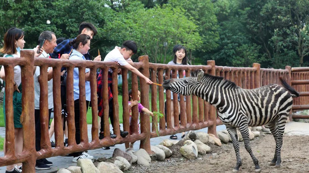 苏州赏花旅游攻略一日游,苏州花海旅游攻略