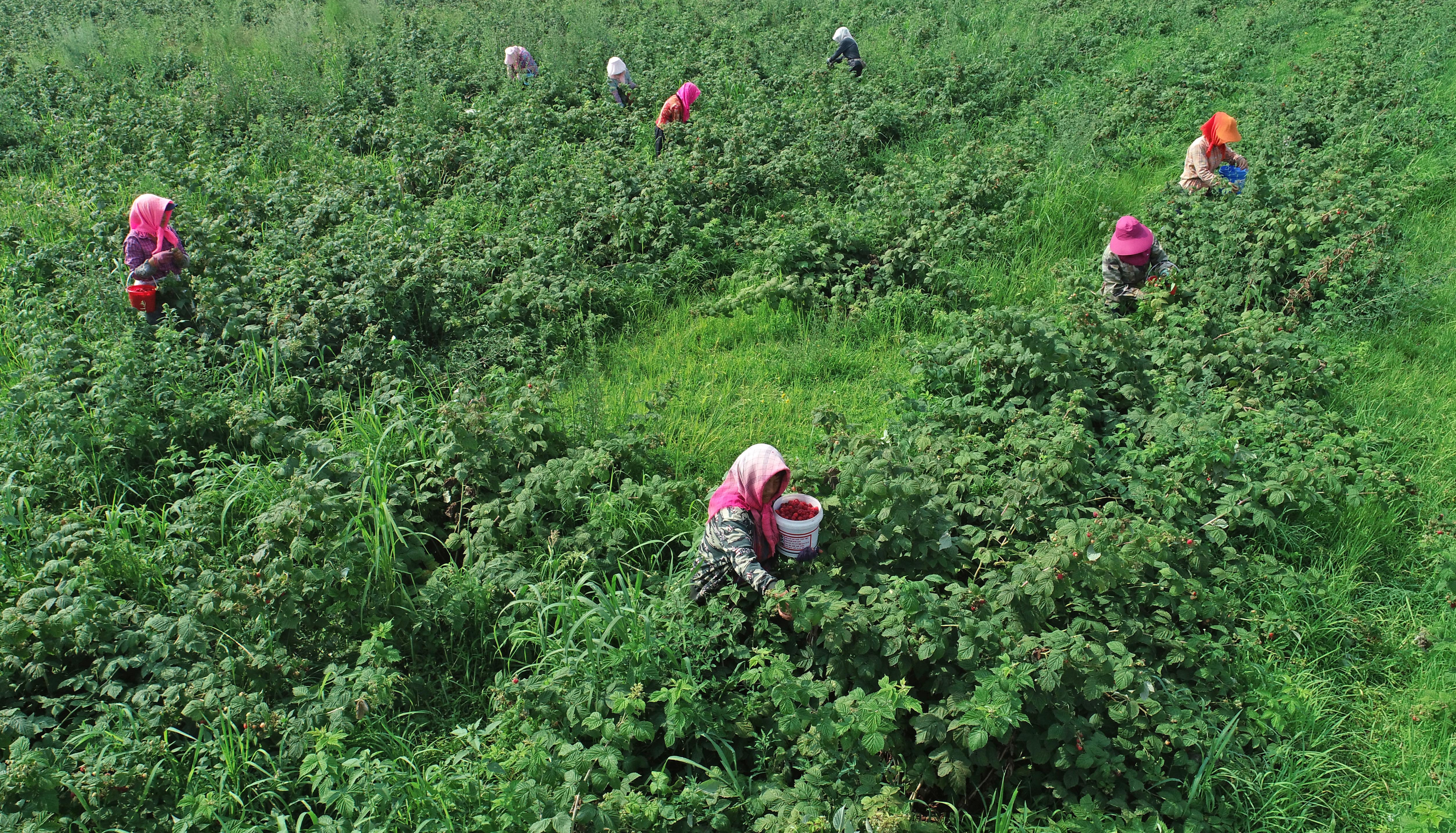 贺兰山下红树莓,树莓喜获丰收