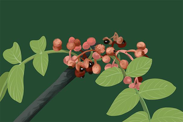 调味品白胡椒与黑胡椒哪个好,每日科普黑芝麻