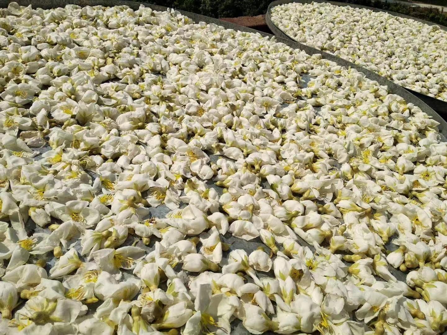 秀篆镇白花野牡丹产业为乡村振兴“强筋健体”