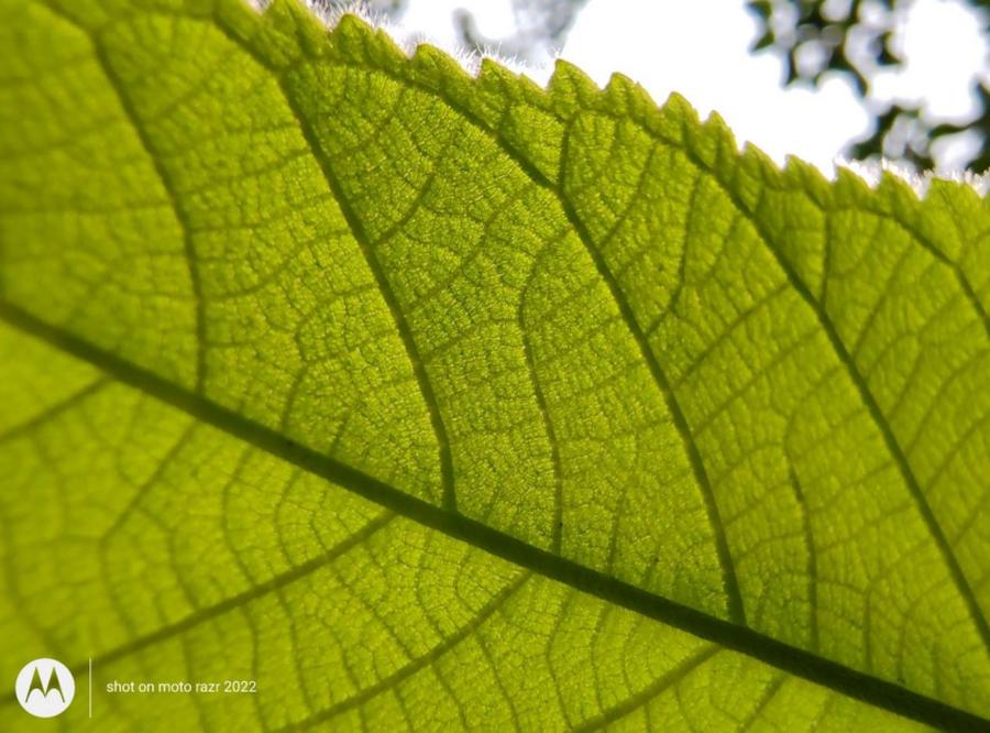 折叠屏motorazr2022款,motorazr折叠屏手机4999