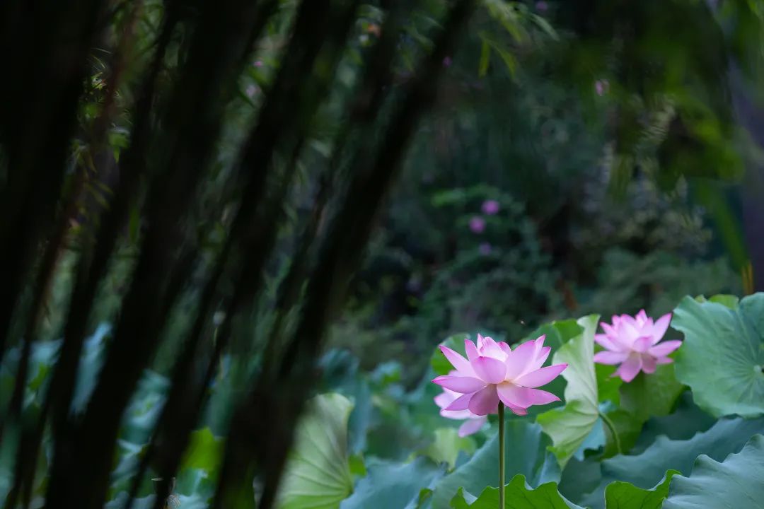 荷花的各种雅称大全,诗词中的荷花代表什么