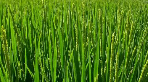 高温少雨全力抓好抗旱保种工作,高温季节果园抗旱技术