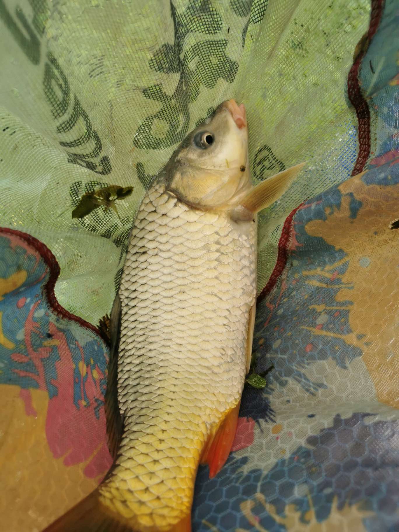 「浮钓2095」2095初显成效！野钓、黑坑果然通杀