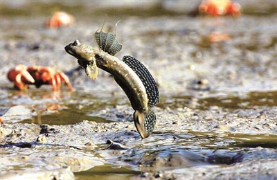 闽东之光朗诵,闽东之光的诗歌