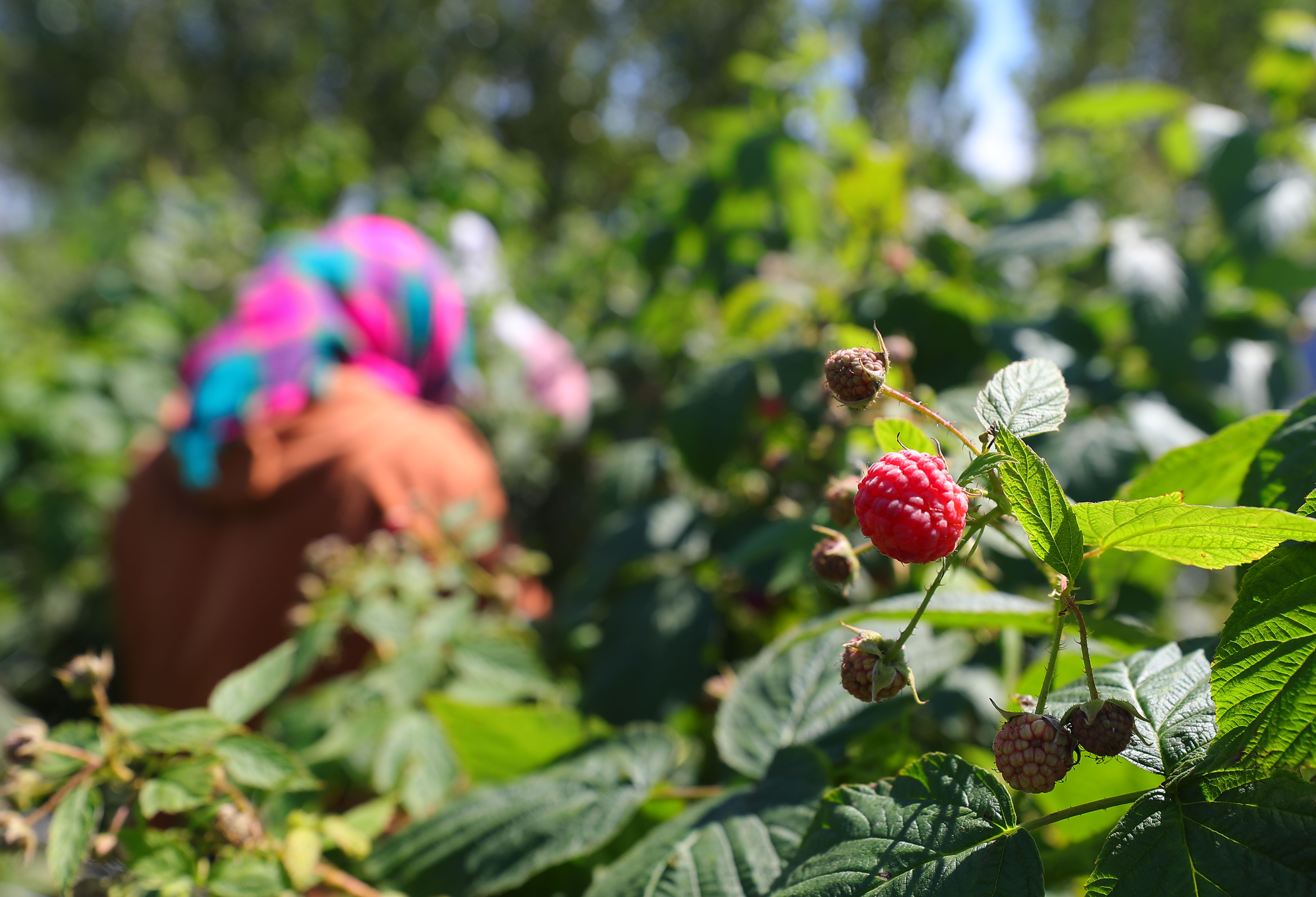 丰收树莓,树莓丰收视频