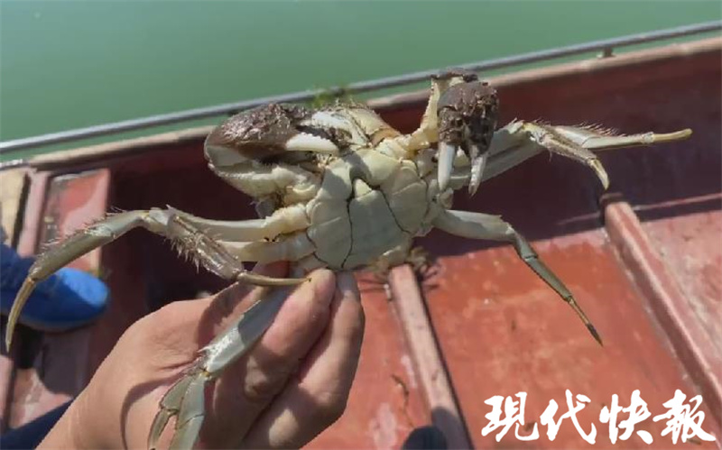 大闸蟹中秋节以后价格会低嘛,大闸蟹中秋价格