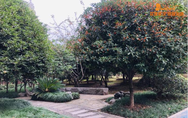 武汉花博汇花展,武汉花展最新消息