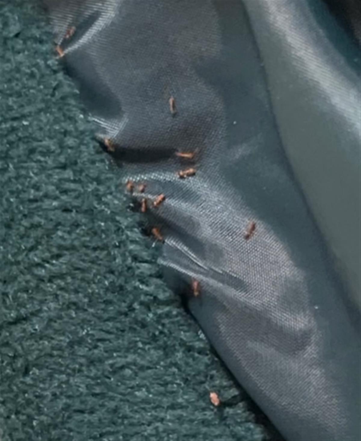 网购19.9元卫衣内爬出大量红蚂蚁,网购的卫衣中爬出红蚂蚁