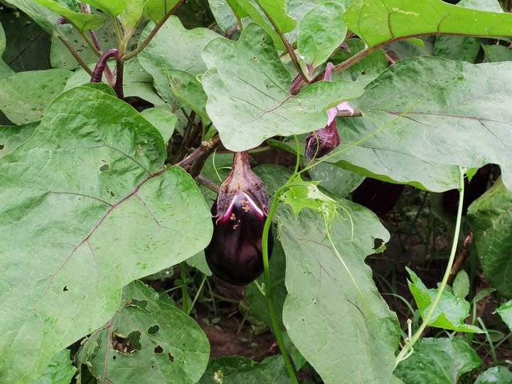 鐢板洯椋庡厜濂藉悆鍠濅笉鐢ㄦ剚,鐢板洯椋庡厜缇庨奔鑲ョɑ绫抽