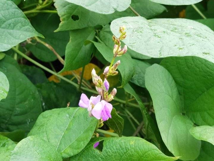 鐢板洯椋庡厜濂藉悆鍠濅笉鐢ㄦ剚,鐢板洯椋庡厜缇庨奔鑲ョɑ绫抽