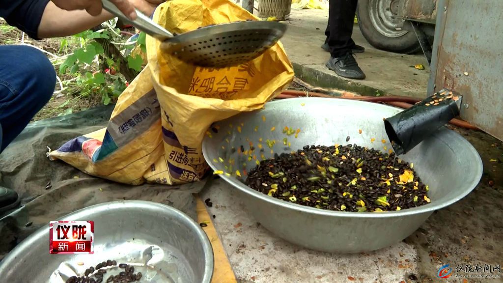 吊瓜种植亩产利润是多少,小吊瓜种植业前景