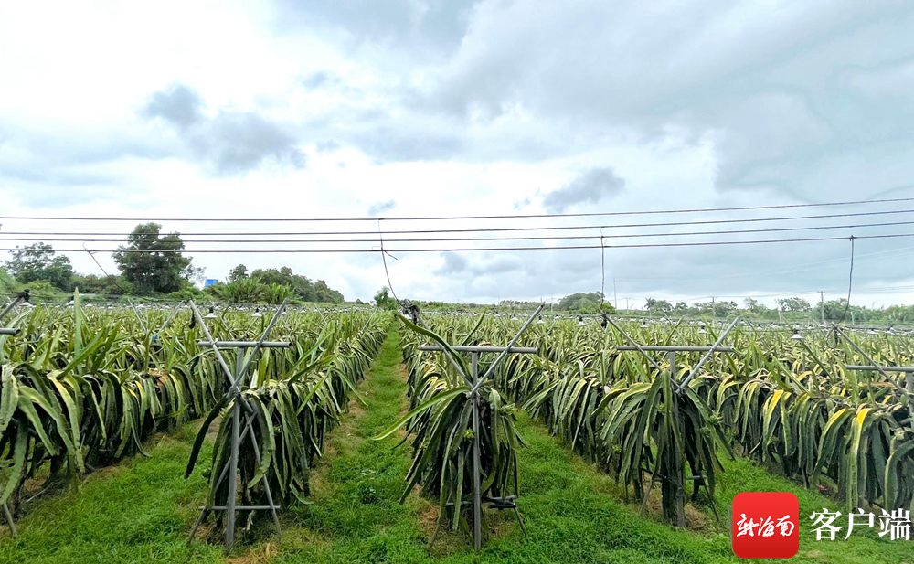 农业数字化和智慧农业,数字化赋能智慧农业