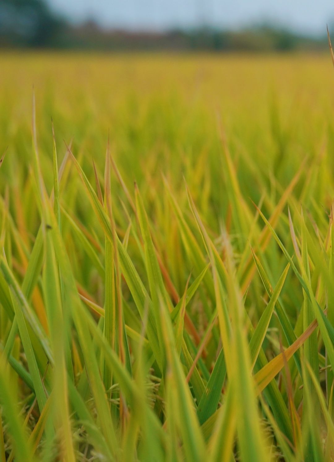 寻秋鄂城｜奋进泽林，勇毅前行