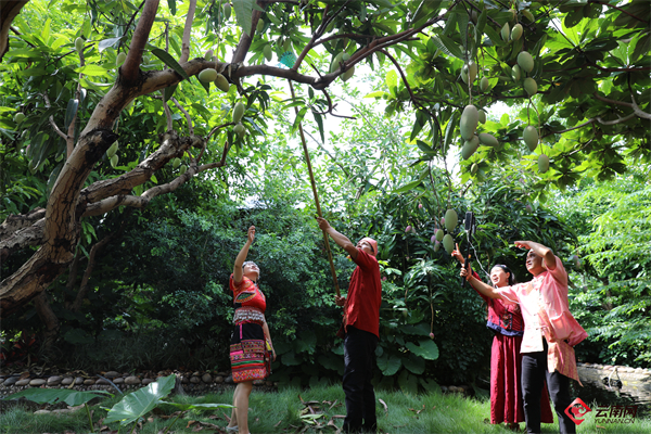 玉溪这十年|四张名片演绎“最”元江:热区!绿色!通道!多元