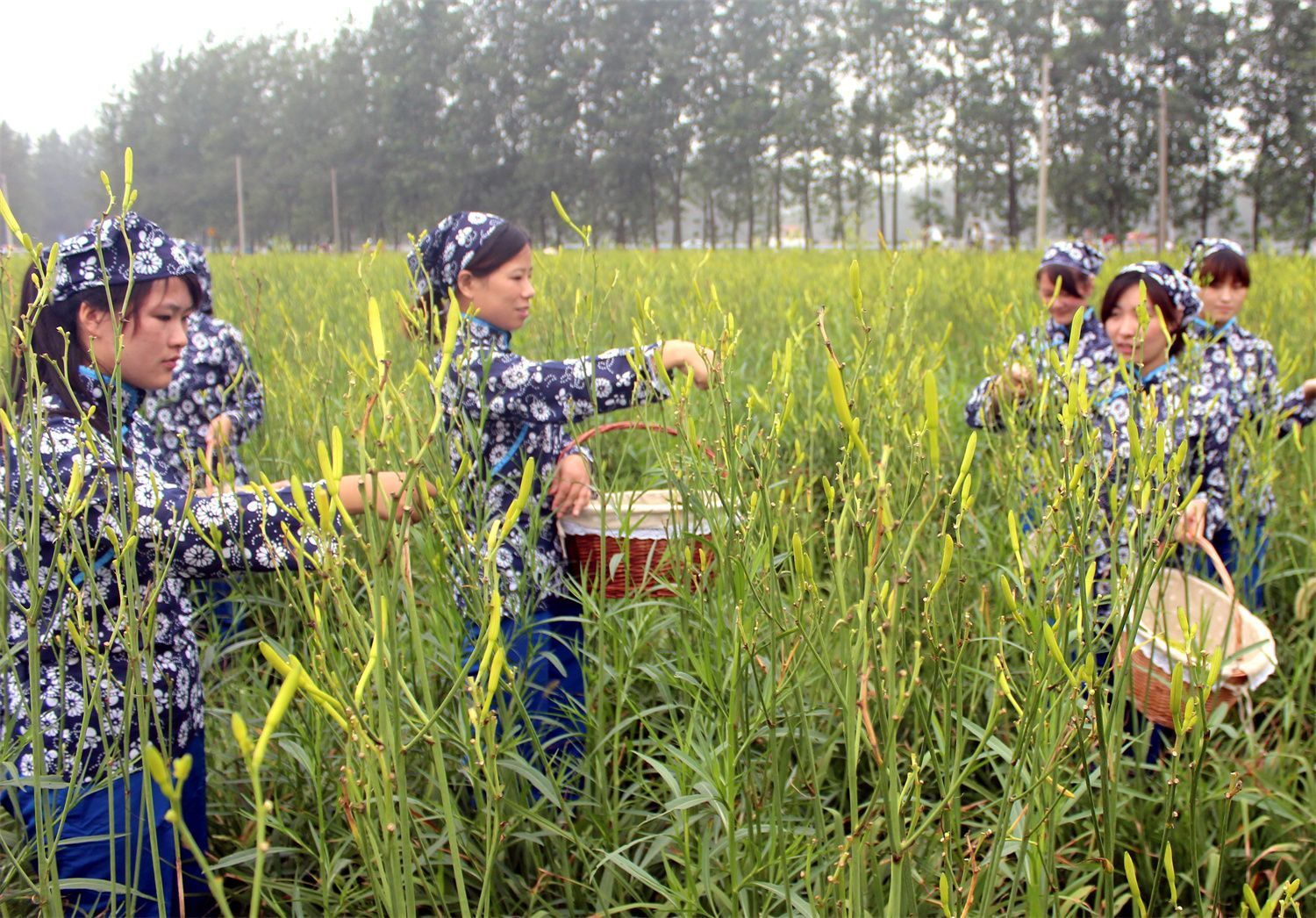 宿迁宿豫:仓基湖畔“金”胜昔群众增收笑开颜