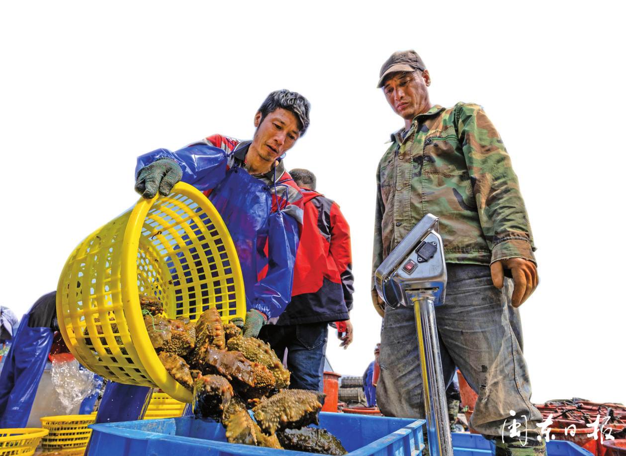 2023年霞浦海参前景,霞浦海参龙头企业