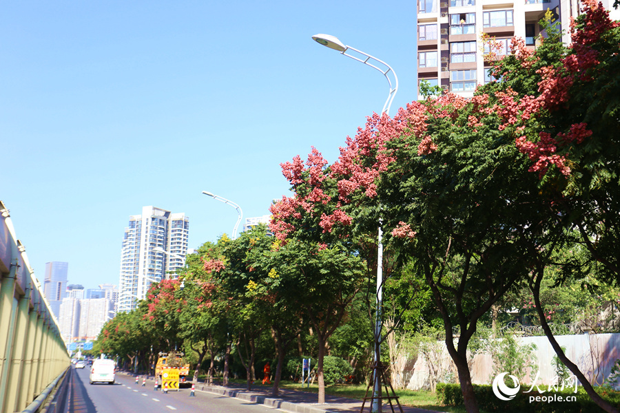 厦门街头的果实,厦门粉色栾树