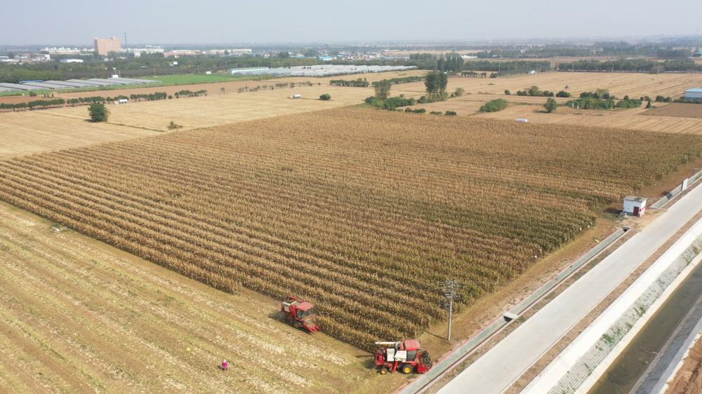 获嘉县大豆玉米复合种植补贴,河南大豆玉米复合种植