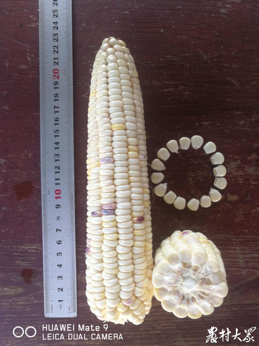 山东省农科院最新鲜食玉米品种,山东鲜食玉米种什么品种好