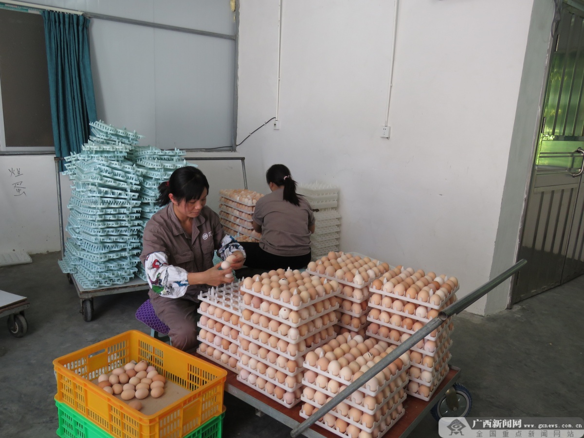 大化肉牛产业扶贫,大化养殖扶贫项目